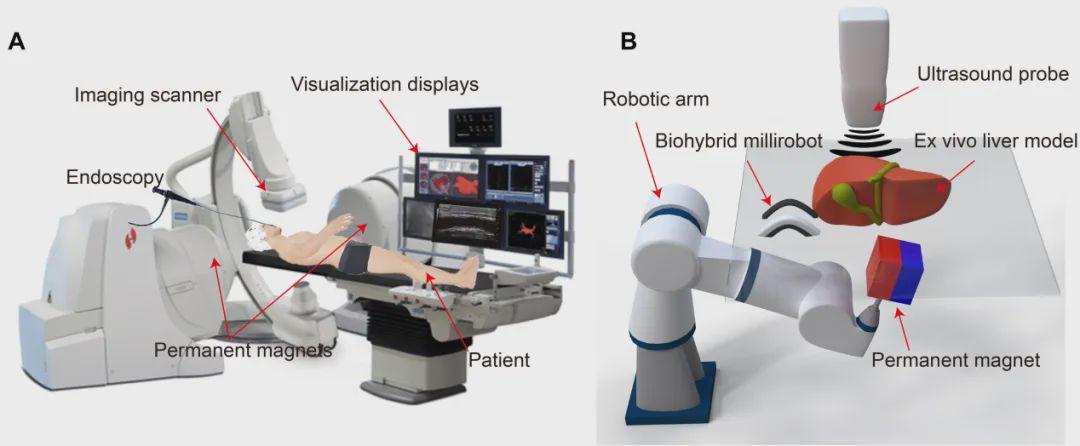细胞快递员兼私人教练？浙大等团队打造会健身的生物混合软体微型机器人(图6)